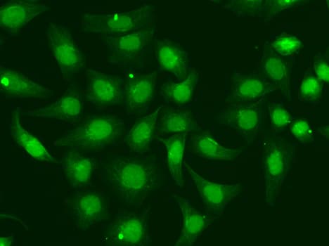 XPA Antibody