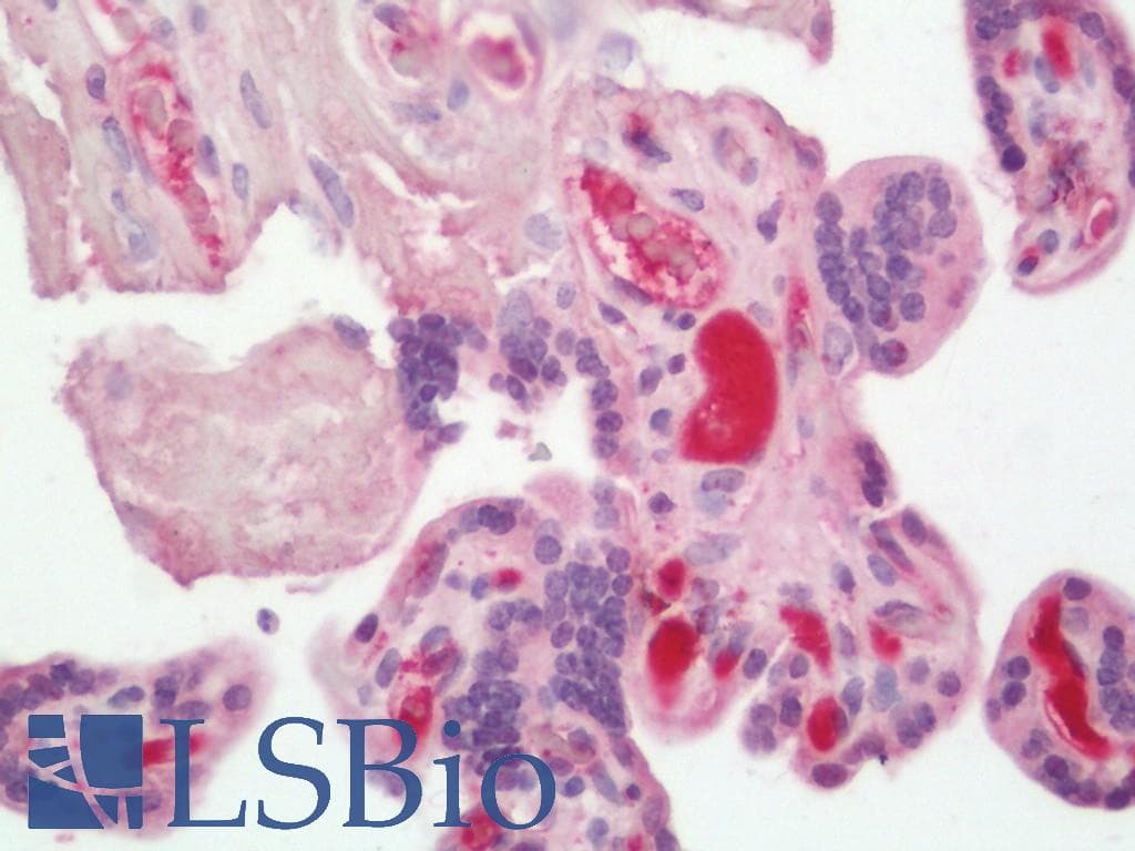 Complement C3 Antibody (FITC)
