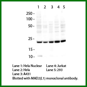 MAD2L1 / MAD2 Antibody (clone KD6.17D10.2G9)
