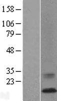 ATP6V0C / VATL Protein (Over-Expression Lysate Myc-DDK (Flag))