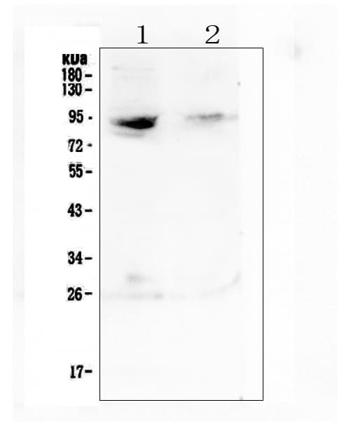 RASAL1 / RASAL Antibody