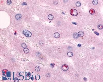 PathPlus™ EAR2 / NR2F6 Antibody (N-Terminus)