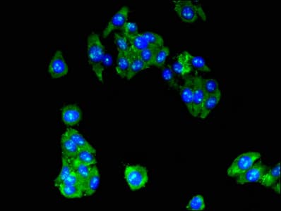 RPL10A Antibody