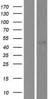 SEPT10 /Septin 10 Protein (Over-Expression Lysate Myc-DDK (Flag))