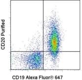 Monoclonal Rat anti-Mouse CD20 Antibody (clone AISB12, WB)