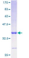 Human PI3 / Elafin Protein (Recombinant GST)