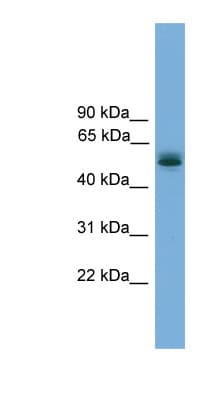 CCDC76 Antibody (aa71-120)