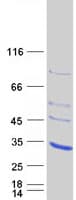 Human AK3 / Adenylate Kinase 3 Protein (Recombinant Myc-DDK (Flag))