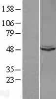 UQCRC1 Protein (Over-Expression Lysate Myc-DDK (Flag))