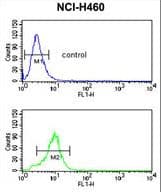 SMPD2 Antibody (aa9-35)