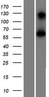 BEND4 Protein (Over-Expression Lysate Myc-DDK (Flag))