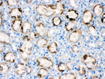 CYP1A1 Antibody