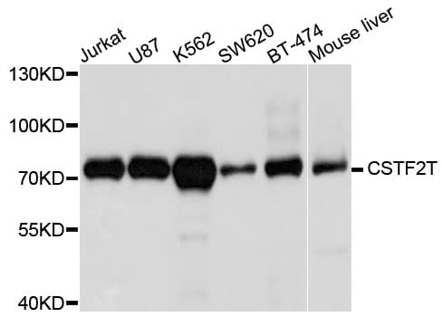 CSTF2T Antibody