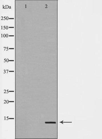 GHRL / Ghrelin Preproprotein Antibody