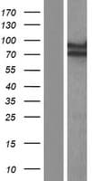 ECD Protein (Over-Expression Lysate Myc-DDK (Flag))