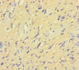 ISX Antibody (aa1-245)