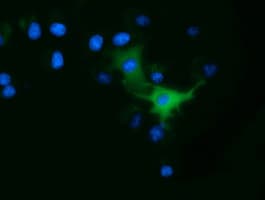 Monoclonal Mouse anti-Human ODC1 / Ornithine Decarboxylase Antibody (clone OTI1G6, IF, WB)