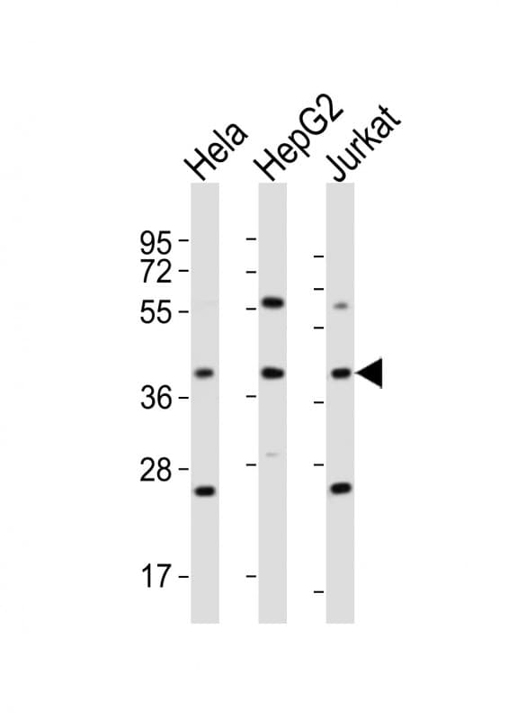 OR5M9 Antibody (aa257-290)