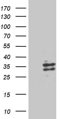 RNASE9 Antibody (clone OTI4F12)