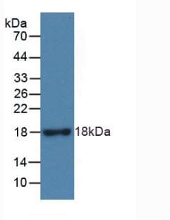RNASE3 Antibody
