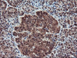 SERPINB1 Antibody (clone OTI4B3)