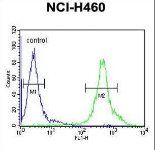 DENND1B Antibody (aa39-68)