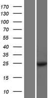 MOB1A Protein (Over-Expression Lysate Myc-DDK (Flag))