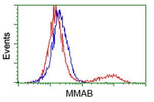 MMAB Antibody (clone OTI4D12)