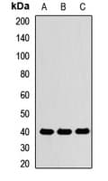 PON1 / ESA Antibody