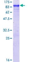 Human APPL2 Protein (Recombinant GST)
