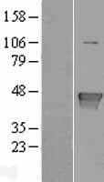 GLUL / Glutamine Synthetase Protein (Over-Expression Lysate Myc-DDK (Flag))