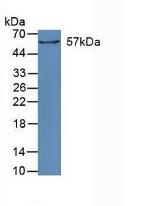 CYP27B1 Antibody (aa256-508)