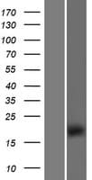 TMEM154 Protein (Over-Expression Lysate Myc-DDK (Flag))