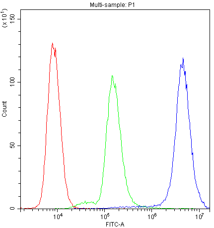 PPP1R12A / MYPT1 Antibody (aa1-40)