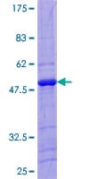 Human LITAF Protein (Recombinant GST)