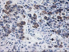 PDE4B Antibody (clone OTI3B12)
