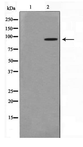 Polyclonal Rabbit anti-Human MAPK6 / ERK3 Antibody (IF, WB)