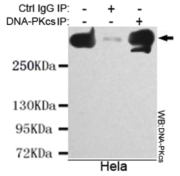PRKDC / DNA-PKcs Antibody