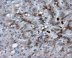 LIPG / Endothelial Lipase Antibody (clone OTI1D9, Carrier-free)