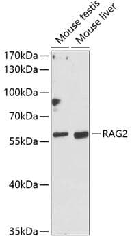 RAG2 / RAG-2 Antibody