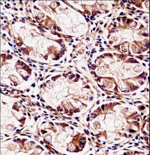 FXYD5 / Dysadherin Antibody (aa71-100)