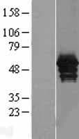 ANXA11 / Annexin XI Protein (Over-Expression Lysate Myc-DDK (Flag))