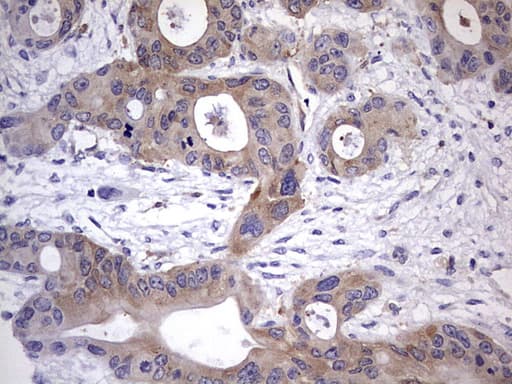KYNU Antibody (aa1-216, clone OTI1H1)