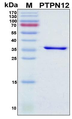 Human PTP-PEST / PTPN12 Protein (Recombinant His, N-Terminal)