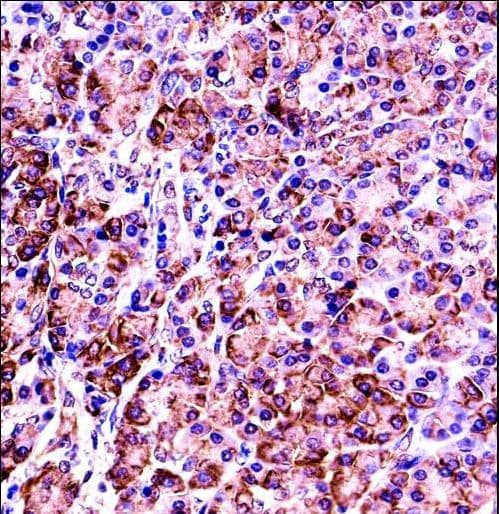 VAMP7 / SYBL1 / T1 VAMP Antibody (aa51-80)