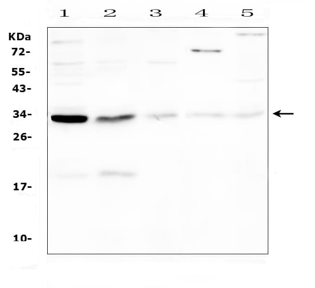 CASP3 / Caspase 3 Antibody (aa67-81)