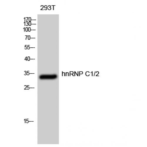 HNRNPC / HNRNP C Antibody (200-280 aa)