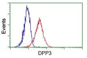 Dipeptidyl Peptidase 3 / DPP3 Antibody (clone OTI 2A8)