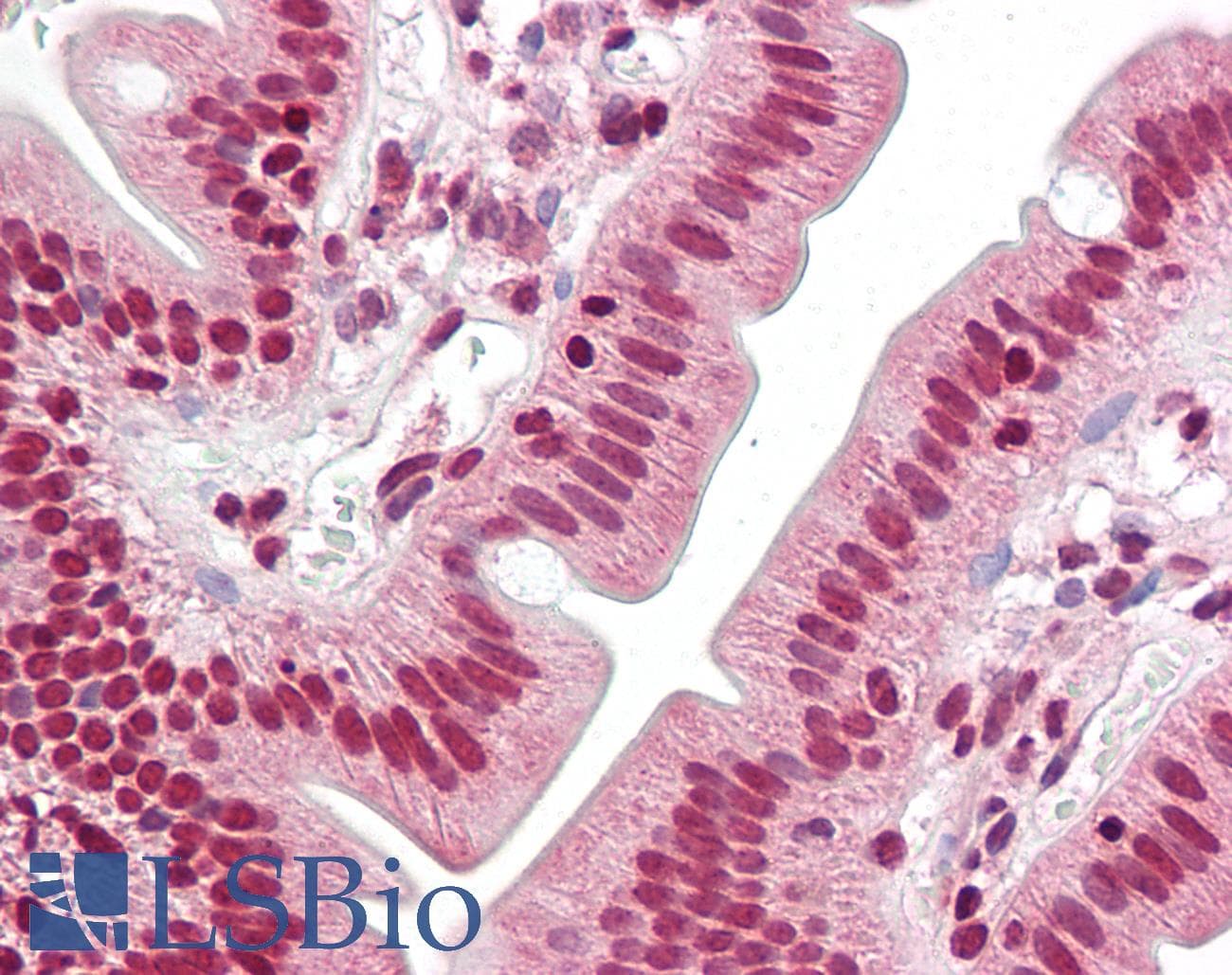 IHC-plus™ Histone H4 Antibody (aa15-64)