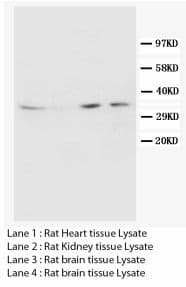 AQP4 / Aquaporin 4 Antibody (C-Terminus)